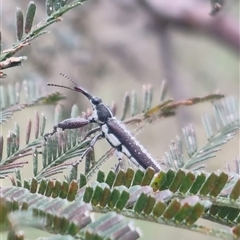 Rhinotia sp. (genus) (Unidentified Rhinotia weevil) at Bungendore, NSW - 1 Nov 2024 by clarehoneydove