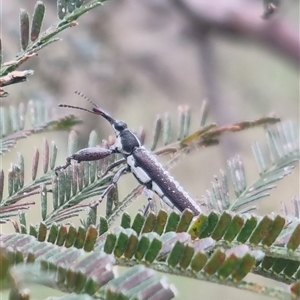 Rhinotia sp. (genus) at Bungendore, NSW - 1 Nov 2024