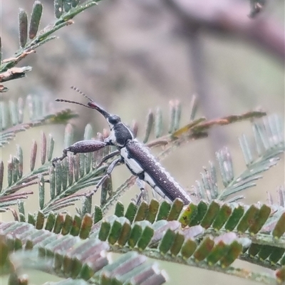 Rhinotia sp. (genus) (Unidentified Rhinotia weevil) at Bungendore, NSW - 31 Oct 2024 by clarehoneydove