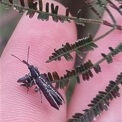 Rhinotia sp. (genus) at Bungendore, NSW - suppressed