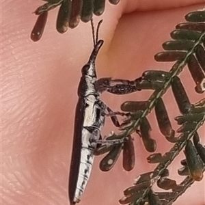 Rhinotia sp. (genus) at Bungendore, NSW - suppressed