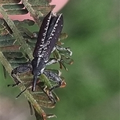 Rhinotia sp. (genus) at Bungendore, NSW - suppressed