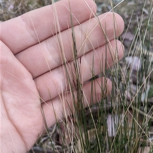 Nassella trichotoma at Higgins, ACT - 2 Nov 2024