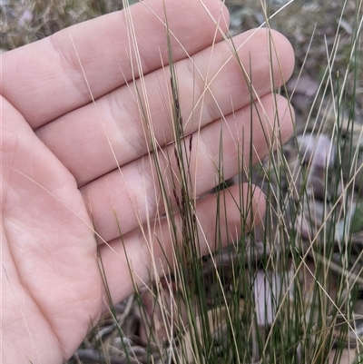 Nassella trichotoma (Serrated Tussock) at Higgins, ACT - 2 Nov 2024 by MattM