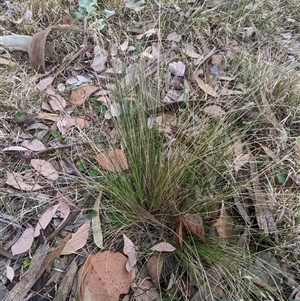 Nassella trichotoma at Higgins, ACT - 2 Nov 2024 09:32 AM