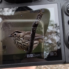 Pyrrholaemus sagittatus (Speckled Warbler) at Denman Prospect, ACT - 1 Nov 2024 by Wildlifewarrior80