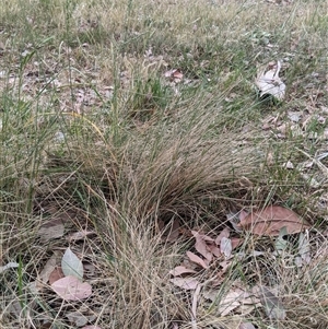 Poa sieberiana at Higgins, ACT - 2 Nov 2024