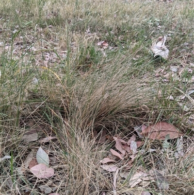 Poa sieberiana (Poa Tussock) at Higgins, ACT - 1 Nov 2024 by MattM