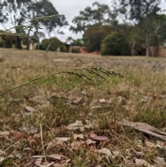 Poa sieberiana at Higgins, ACT - 2 Nov 2024