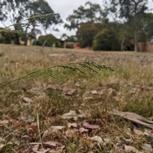 Poa sieberiana at Higgins, ACT - 2 Nov 2024 09:37 AM