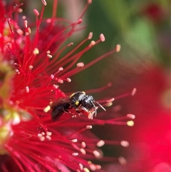 Amphylaeus (Agogenohylaeus) obscuriceps at Evatt, ACT - 1 Nov 2024 by LeahC