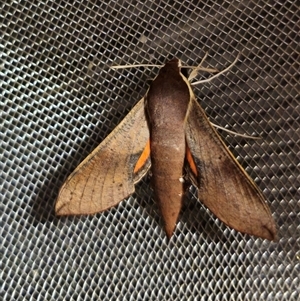 Hippotion scrofa at Captains Flat, NSW - 1 Nov 2024