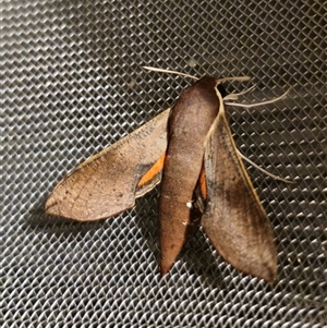 Hippotion scrofa at Captains Flat, NSW - 1 Nov 2024