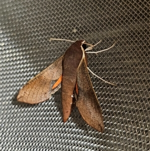 Hippotion scrofa at Captains Flat, NSW - 1 Nov 2024