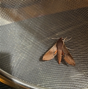 Hippotion scrofa at Captains Flat, NSW - 1 Nov 2024