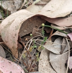 Cotula australis (Common Cotula, Carrot Weed) at Higgins, ACT - 1 Nov 2024 by MattM