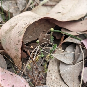 Cotula australis at Higgins, ACT - 2 Nov 2024 10:03 AM