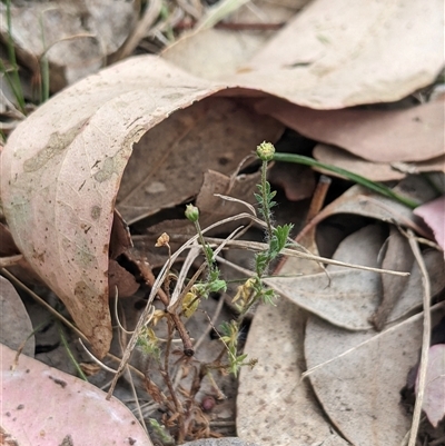 Cotula australis (Common Cotula, Carrot Weed) at Higgins, ACT - 1 Nov 2024 by MattM