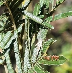 Stathmopoda melanochra at Bungendore, NSW - 26 Oct 2024