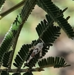 Stathmopoda melanochra at Bungendore, NSW - suppressed