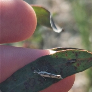 Thema macroscia at Bungendore, NSW - suppressed