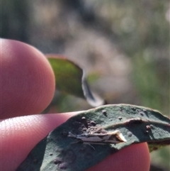 Thema macroscia at Bungendore, NSW - suppressed