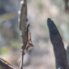 Thema macroscia at Bungendore, NSW - suppressed