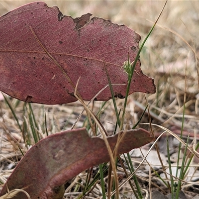 Carex inversa (Knob Sedge) at Higgins, ACT - 2 Nov 2024 by MattM