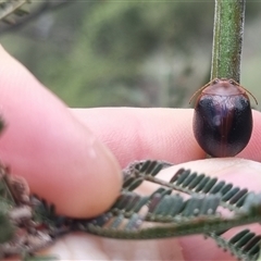 Dicranosterna immaculata (Acacia leaf beetle) at Bungendore, NSW - 31 Oct 2024 by clarehoneydove