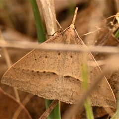 Epidesmia hypenaria (Long-nosed Epidesmia) at Belconnen, ACT - 1 Nov 2024 by Thurstan