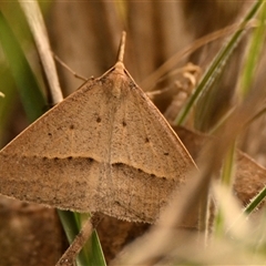 Epidesmia hypenaria at Belconnen, ACT - 2 Nov 2024 10:18 AM