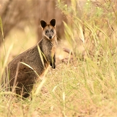 Wallabia bicolor (Swamp Wallaby) at Belconnen, ACT - 1 Nov 2024 by Thurstan