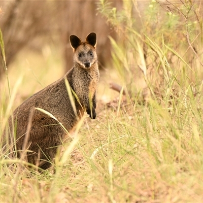 Wallabia bicolor (Swamp Wallaby) at Belconnen, ACT - 1 Nov 2024 by Thurstan