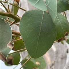 Eucalyptus blakelyi at Yarralumla, ACT - 2 Nov 2024 11:01 AM