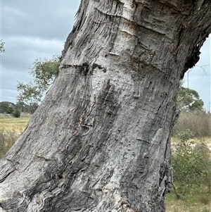 Eucalyptus blakelyi at Yarralumla, ACT - 2 Nov 2024 11:01 AM