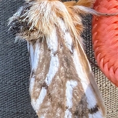 Ochrogaster lunifer (Bag-shelter moth) at Kalbarri, WA - 2 Nov 2024 by HelenCross