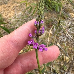 Cullen microcephalum at Yarralumla, ACT - 2 Nov 2024