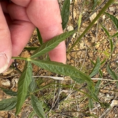 Cullen microcephalum at Yarralumla, ACT - 2 Nov 2024