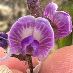 Glycine tabacina (Variable Glycine) at Yarralumla, ACT - 2 Nov 2024 by lbradley