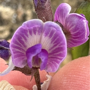 Glycine tabacina at Yarralumla, ACT - 2 Nov 2024