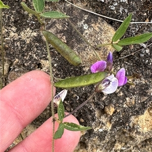 Glycine tabacina at Yarralumla, ACT - 2 Nov 2024