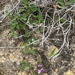 Glycine tabacina at Yarralumla, ACT - 2 Nov 2024