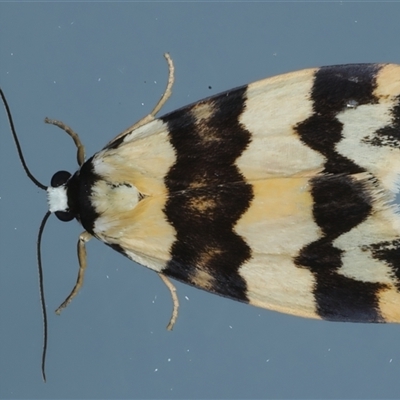 Termessa gratiosa (Termessa gratiosa) at Ainslie, ACT - 30 Oct 2024 by jb2602