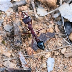 Myrmecia sp. (genus) (Bull ant or Jack Jumper) at Wodonga, VIC - 2 Nov 2024 by KylieWaldon