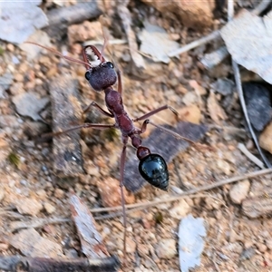 Myrmecia sp. (genus) at Wodonga, VIC - 2 Nov 2024 08:18 AM