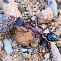 Myrmecia sp. (genus) at Wodonga, VIC - 2 Nov 2024 08:18 AM