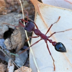 Myrmecia sp. (genus) at Wodonga, VIC - 2 Nov 2024 08:18 AM