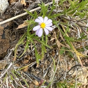 Vittadinia muelleri at Yarralumla, ACT - 2 Nov 2024 11:22 AM