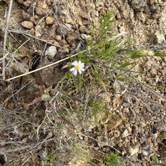 Vittadinia muelleri at Yarralumla, ACT - 2 Nov 2024