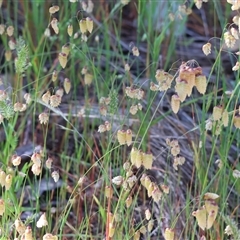 Briza maxima (Quaking Grass, Blowfly Grass) at Leneva, VIC - 2 Nov 2024 by KylieWaldon